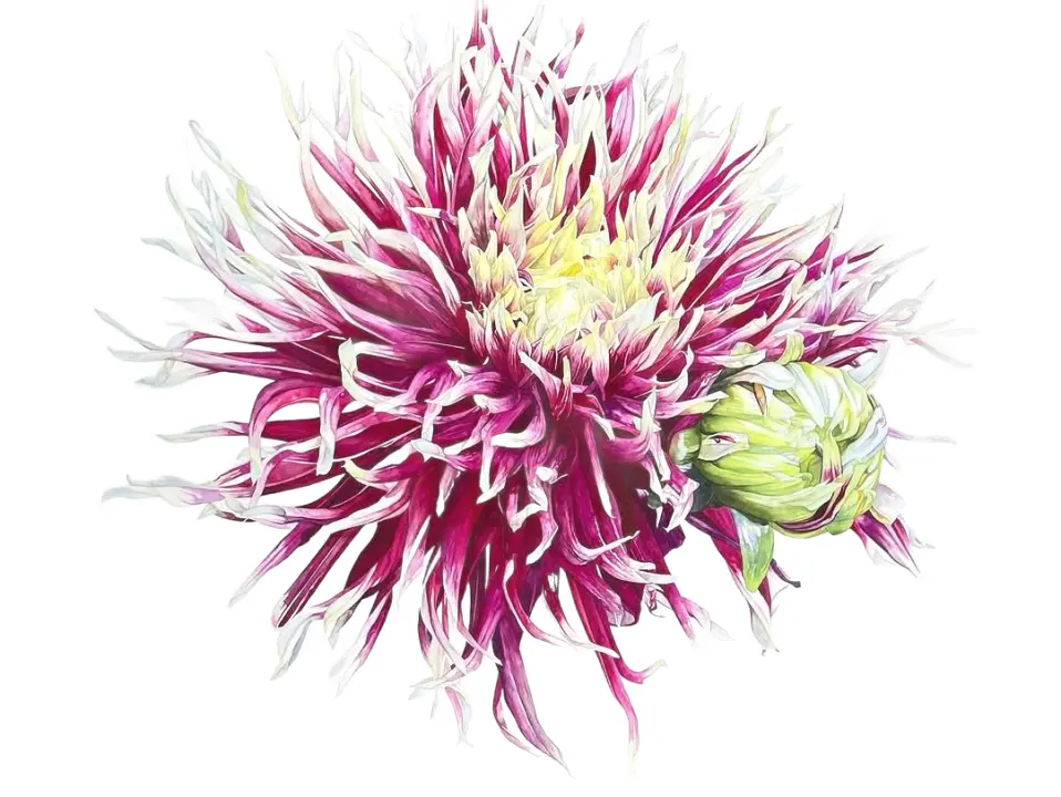 Botanical art by Stacy Ann Pugh